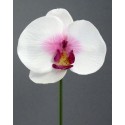 Orchidej zápich bílo-fialová 23 cm