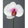 Orchidej zápich