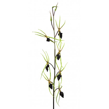 Orchidej pavoučí