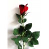 Růže  - tm.červená