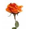 Růže - oranžová
