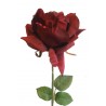 Růže - tm.červená