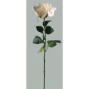 Růže krémová 60 cm