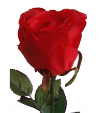 Růže červená 69 cm