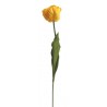 Tulipán