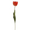 Tulipán