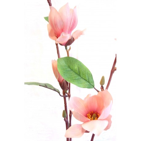 Magnolie větev