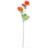 Ranunculus  - oranžová