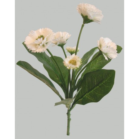 Bellis kytička  - bílá