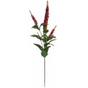 Buddleja beauty 45 cm