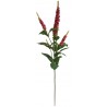 Buddleja