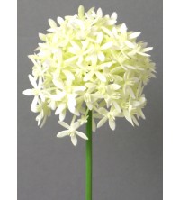 Česnek květ krémový 64 cm