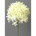 Česnek květ krémový 64 cm