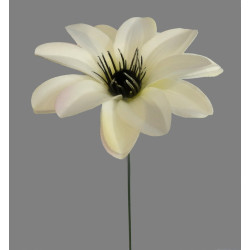Dahlia