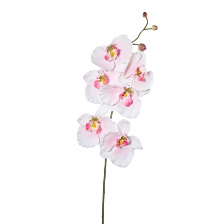 Phalenopsis