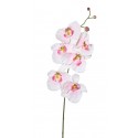 Orchidej Phalaenopsis bílo-růžová 76 cm