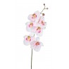Phalenopsis