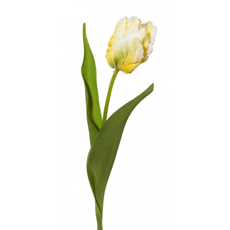 Tulipán