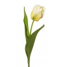 Tulipán
