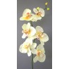 Orchidej