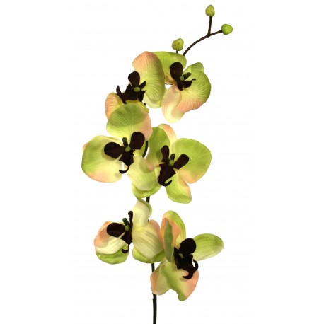 Orchidej