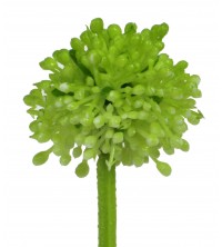 Česnek květ zeleno-krémový 32 cm