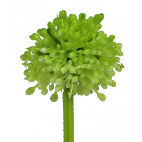 Květ česneku