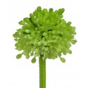 Česnek květ zeleno-krémový 32 cm