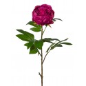 Pivoňka fuchsiová 80 cm