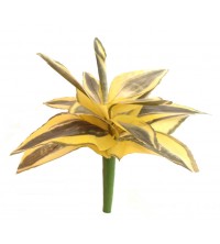 Mini sanseviera zeleno-žlutá 22 cm