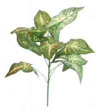 Syngonium zelené 75 cm