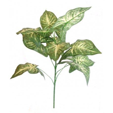 Syngonium