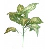 Syngonium