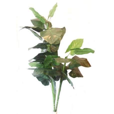Caladium jumbo