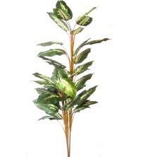 Dieffenbachia zelená 150 cm
