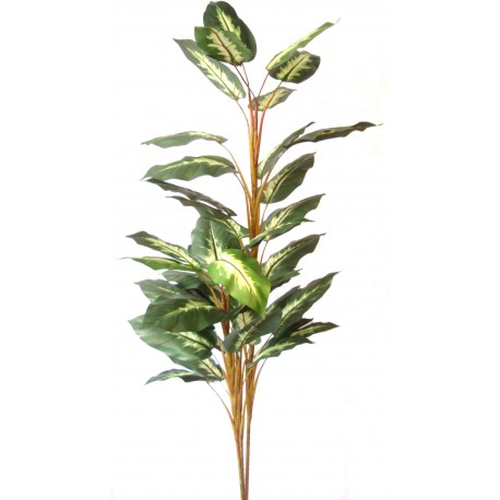 Dieffenbachia