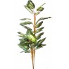 Dieffenbachia