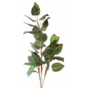 Evegreen zelený 150 cm