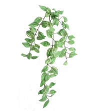 Tradescantia zelená 50 cm