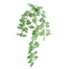 Tradescantia