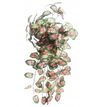 Caladium převis zeleno-červený 80 cm
