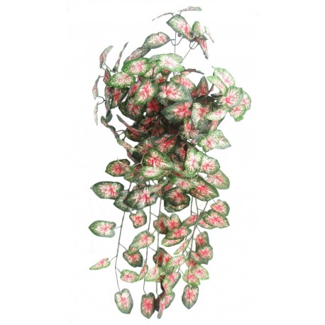 Caladium