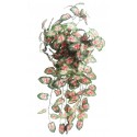 Caladium převis zeleno-červený 80 cm