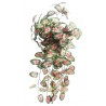 Caladium
