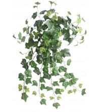 English ivy převis 80 cm
