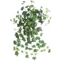 English ivy převis 80 cm