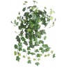 English ivy