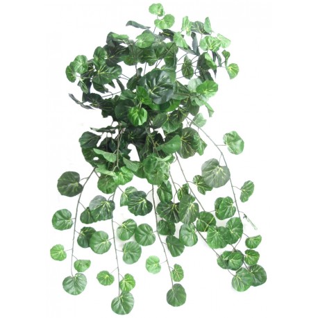 Geranium