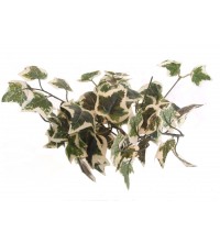 Holland ivy 35*47 cm