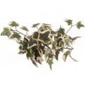 A Holland ivy